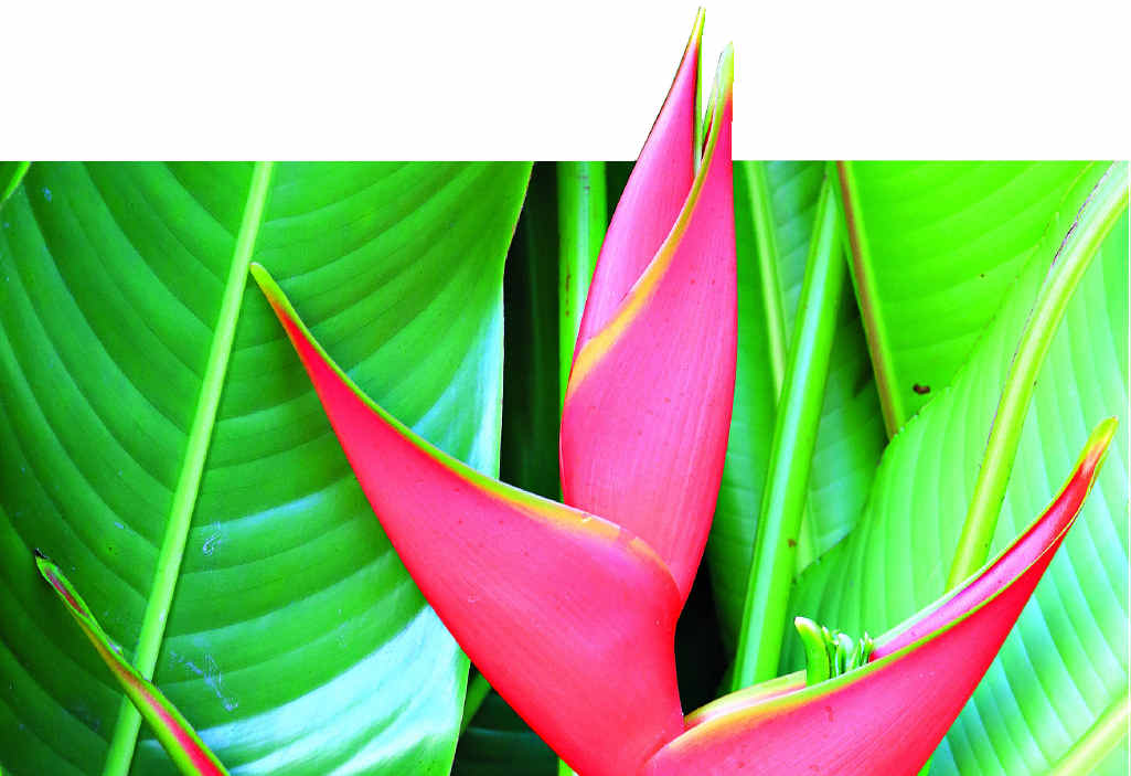 These stars of the garden prefer to grow in moist, well-drained soil in a protected position. These stars of the garden prefer to grow in moist, well-drained soil in a protected position.